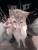 ahh oui notre nouvelle arrivant lucky notre petit chat !!